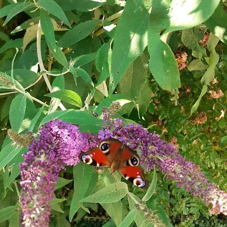 Reitbergs Nest * Eugendorf