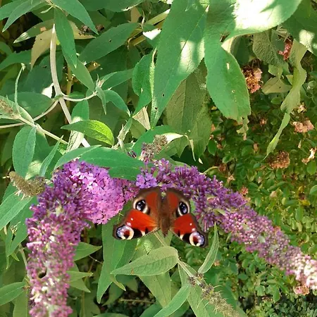 Reitbergs Nest Apartamento *