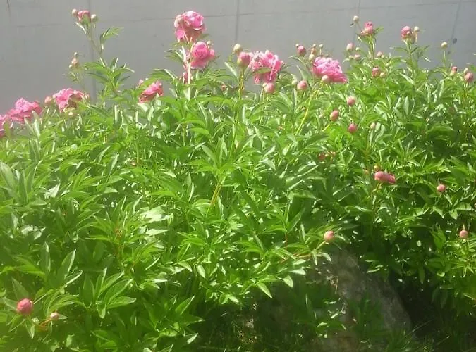 Lägenhet Reitbergs Nest Eugendorf