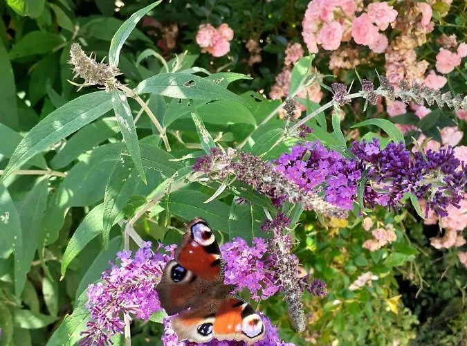 Reitbergs Nest Lägenhet Eugendorf