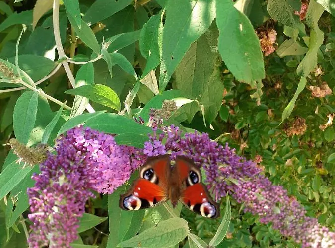 Reitbergs Nest Appartamento *